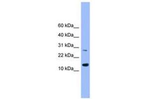 Image no. 1 for anti-Glutaredoxin 2 (GRX2) (AA 91-141) antibody (ABIN6745473) (Glutaredoxin 2 Antikörper  (AA 91-141))