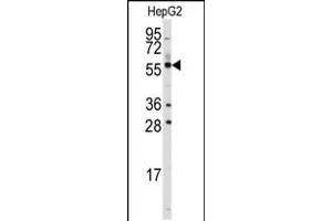 Western blot analysis of anti-ALDH4A1 Antibody in HepG2 cell line lysates (35ug/lane). (ALDH4A1 Antikörper  (C-Term))