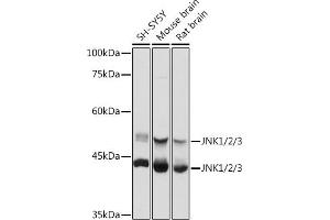 Western blot analysis of extracts of various cell lines, using JNK1/2/3 antibody (ABIN7268630) at 1:1000 dilution. (MAPK8/9/10 Antikörper)
