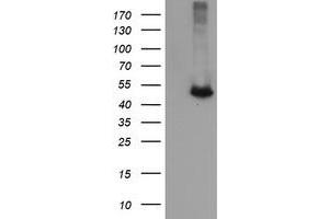 Image no. 2 for anti-Chromosome 2 Open Reading Frame 62 (C2orf62) antibody (ABIN1497052) (C2orf62 Antikörper)