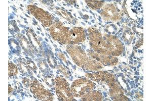 SLC1A5 antibody was used for immunohistochemistry at a concentration of 4-8 ug/ml to stain Epithelial cells of renal tubule (arrows) in Human Kidney.