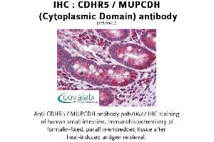 Image no. 1 for anti-Mucin and Cadherin-Like (CDHR5) (Cytoplasmic Domain) antibody (ABIN1732922) (CDHR5 Antikörper  (Cytoplasmic Domain))