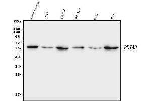 Western blot analysis of ERp57 using anti-ERp57 antibody (ABIN7602778).