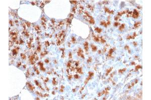 Formalin-fixed, paraffin-embedded human Pancreas stained with MDM2 Mouse Monoclonal Antibody (MDM2/2414). (MDM2 Antikörper  (AA 126-254))