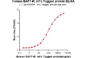 ELISA image for Tumor Necrosis Factor Receptor Superfamily, Member 13C (TNFRSF13C) (AA 7-71) protein (mFc Tag) (ABIN6961114)