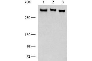 Western blot analysis of LO2 NIH/3T3 A172 cell lysates using FLNC Polyclonal Antibody at dilution of 1:750 (FLNC Antikörper)