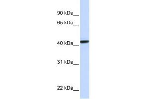 WB Suggested Anti-CLN8 Antibody Titration:  0.