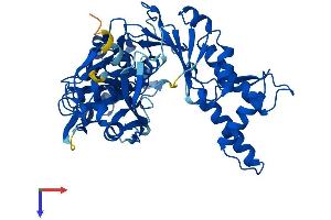 SHPK Protein (AA 1-476) (His tag)