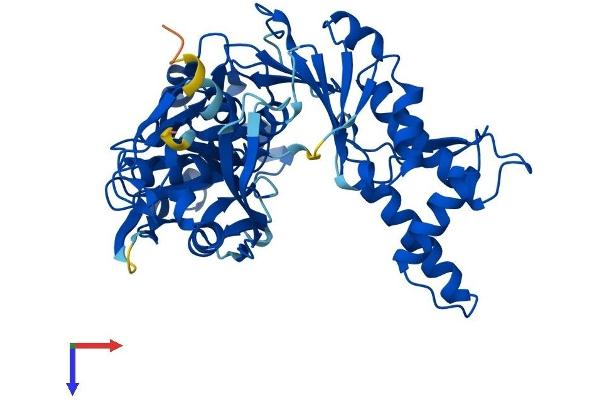 SHPK Protein (AA 1-476) (His tag)