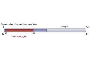 Image no. 4 for anti-V-Yes-1 Yamaguchi Sarcoma Viral Oncogene Homolog 1 (YES1) (AA 10-193) antibody (ABIN967927) (YES1 Antikörper  (AA 10-193))