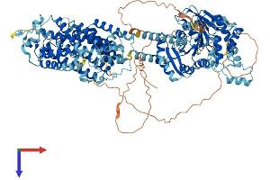 SLC12A1 Protein (AA 1-1099) (His tag)