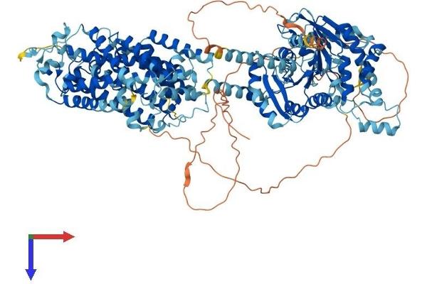 SLC12A1 Protein (AA 1-1099) (His tag)