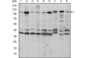 Western blot analysis using FUK mouse mAb against Hela (1), HepG2 (2), Jurkat (3), A431 (4), HEK293 (5), MCF-7 (6), PC-12 (7), Cos7 (8), and NIH/3T3 (9) cell lysate.