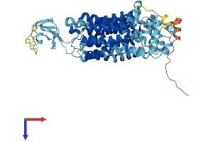 SLC22A6 Protein (AA 1-563) (His tag)