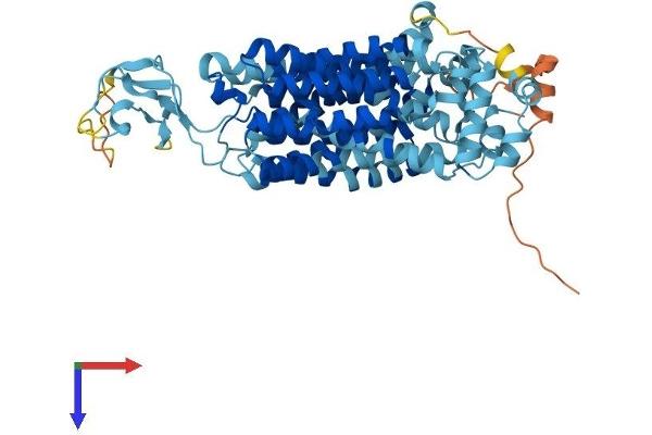 SLC22A6 Protein (AA 1-563) (His tag)