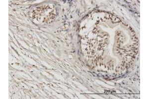 Image no. 1 for anti-Zinc Finger Protein 92 (ZNF92) (AA 490-587) antibody (ABIN599335) (ZNF92 Antikörper  (AA 490-587))