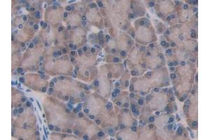 DAB staining on IHC-P; Samples: Rat Pancreas Tissue (GBA Antikörper  (AA 248-508))