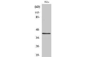 Western Blotting (WB) image for anti-RNA Binding Motif Protein, X-Linked (RBMX) (N-Term) antibody (ABIN3180105) (RBMX Antikörper  (N-Term))