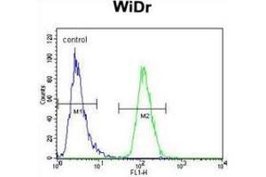 Flow cytometric analysis of WiDr cells (right histogram) compared to a negative control cell (left histogram) using PIK3R5  Antibody (C-term), followed by FITC-conjugated goat-anti-rabbit secondary antibodies. (PIK3R5 Antikörper  (C-Term))