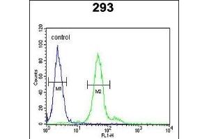 DDX23 Antibody (Center) (ABIN651059 and ABIN2840053) flow cytometric analysis of 293 cells (right histogram) compared to a negative control cell (left histogram).