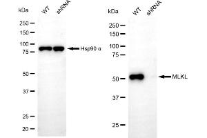 Western blotting analysis using MLKL antibody (ABIN7799481). (Rekombinanter MLKL Antikörper)