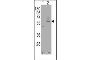 Image no. 1 for anti-Solute Carrier Family 29 (Nucleoside Transporters), Member 4 (SLC29A4) (C-Term) antibody (ABIN356637)