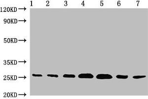 Western Blotting (WB) image for anti-CD9 (CD9) (AA 112-195) antibody (ABIN7147202)