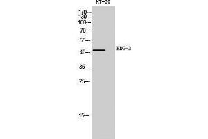 Western Blotting (WB) image for anti-Sphingosine-1-Phosphate Receptor 3 (S1PR3) (Internal Region) antibody (ABIN3184396) (S1PR3 Antikörper  (Internal Region))