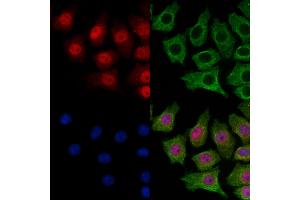 ABIN7094896 and ABIN7098949 staining HepG2 cells by IF/ICC. (SMC5 Antikörper  (C-Term))