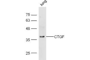 Mouse lung lysate probed with Anti-CTGF Polyclonal Antibody  at 1:5000 90min in 37˚C. (CTGF Antikörper  (AA 221-349))