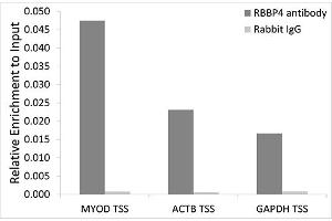 Chromatin immunoprecipitation analysis extracts of 293T cells, using RBBP4 antibody. (Retinoblastoma Binding Protein 4 Antikörper  (AA 1-425))