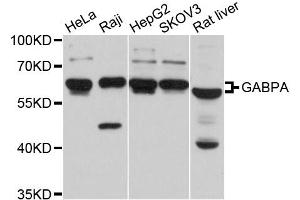 Western blot analysis of extracts of various cell lines, using GABPA antibody (ABIN5997764) at 1/1000 dilution. (GABPA Antikörper)
