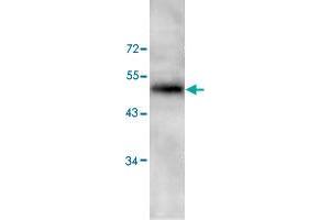 Western blot analysis of HeLa cell lysate with PAWR polyclonal antibody  at 1 : 200 dilution. (PAWR Antikörper  (C-Term))