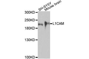 Western blot analysis of extracts of various cell lines, using L1CAM antibody. (L1CAM Antikörper)