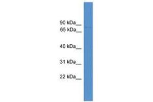 Image no. 1 for anti-Forkhead Box J3 (FOXJ3) (AA 211-260) antibody (ABIN6746036) (FOXJ3 Antikörper  (AA 211-260))