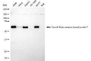 Western blotting analysis using growth factor receptor bound protein 7 antibody (ABIN7798808). (Rekombinanter GRB7 Antikörper)