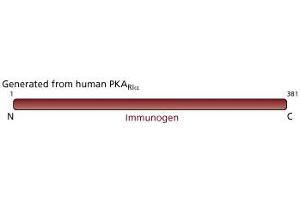 Image no. 2 for anti-PKA R1 alpha (PKR1) (AA 1-381) antibody (ABIN968062) (PKA R1 alpha (PKR1) (AA 1-381) Antikörper)