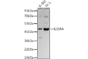 IL11RA Antikörper