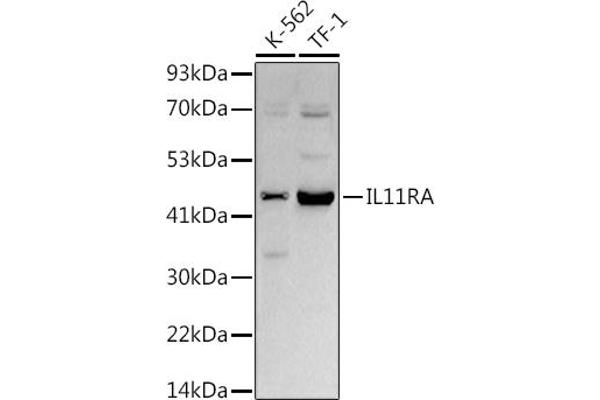 IL11RA antibody