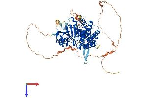 DNAAF3 Protein (AA 1-586) (His tag)