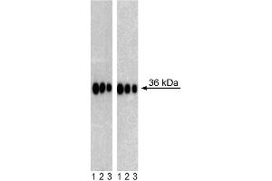 Western Blot analysis of Sox2 in Human Neural Stem Cells (NSC) and Mouse Embryonic Stem (ES) cell line. (SOX2 Antikörper)