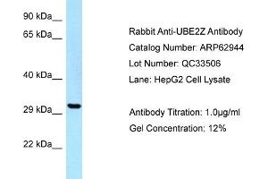 Western Blotting (WB) image for anti-Ubiquitin-Conjugating Enzyme E2Z (UBE2Z) (C-Term) antibody (ABIN971971) (UBE2Z Antikörper  (C-Term))