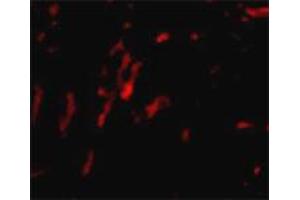 Immunofluorescence staining of rat kidney tissue with 20 ug/mL CDCA8 polyclonal antibody . (CDCA8 Antikörper  (N-Term))