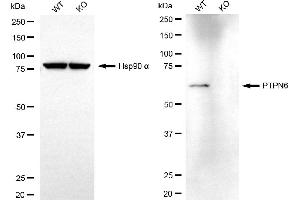 Western blotting analysis using PTPN6 antibody (ABIN7800046).