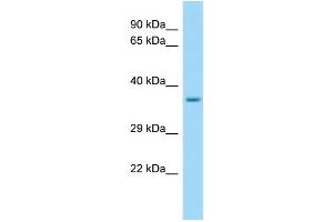 WB Suggested Anti-SELPLG Antibody Titration: 1. (SELPLG Antikörper  (C-Term))