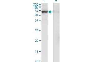 Western Blotting (WB) image for anti-Glomulin, FKBP Associated Protein (GLMN) (AA 1-594) antibody (ABIN564837)