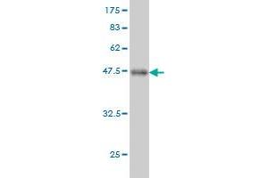 Western Blot detection against Immunogen (45. (FGF21 Antikörper  (AA 30-209))