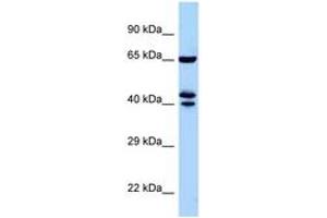 Image no. 1 for anti-Zinc Finger Protein 583 (ZNF583) (AA 271-320) antibody (ABIN6748088) (ZNF583 Antikörper  (AA 271-320))