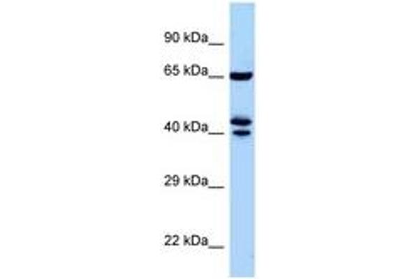 ZNF583 Antikörper  (AA 271-320)