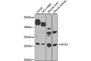 Western blot analysis of extracts of various cell lines, using MTX2 antibody. (MTX2 Antikörper)